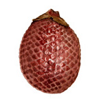 Mauritia flexuosa